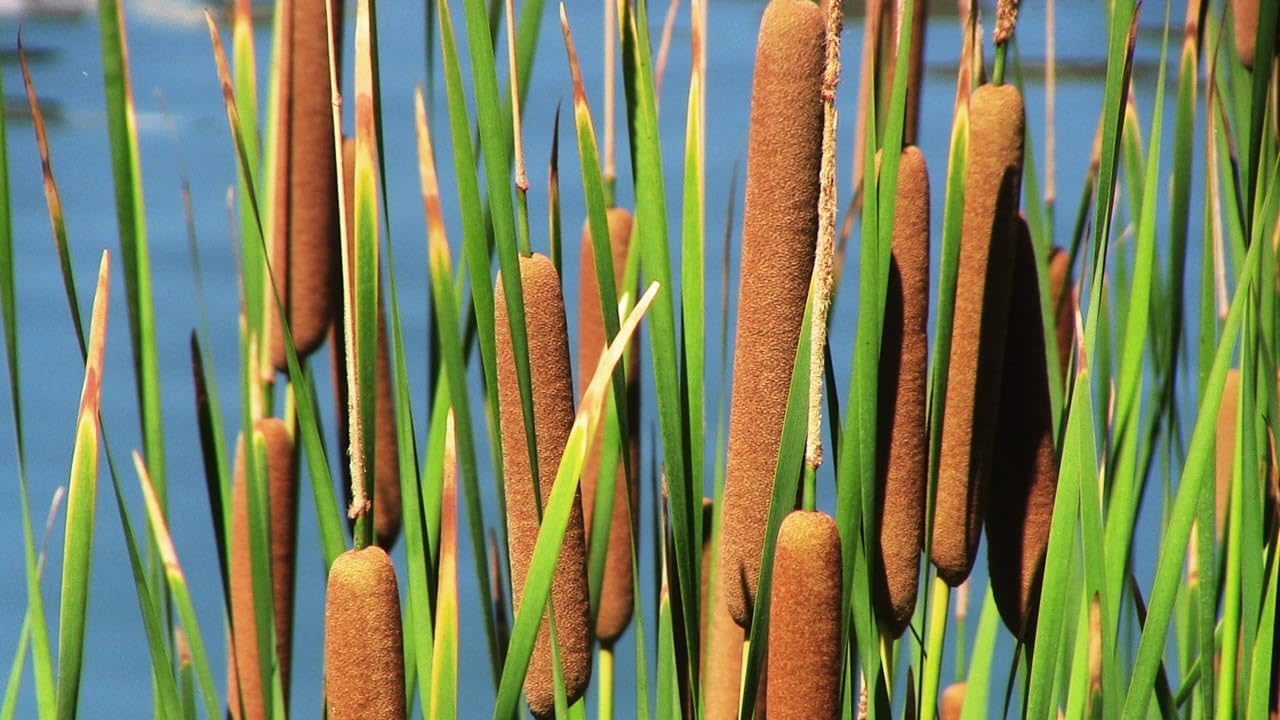 Cattail Plant Seeds for Planting - 100 pcs